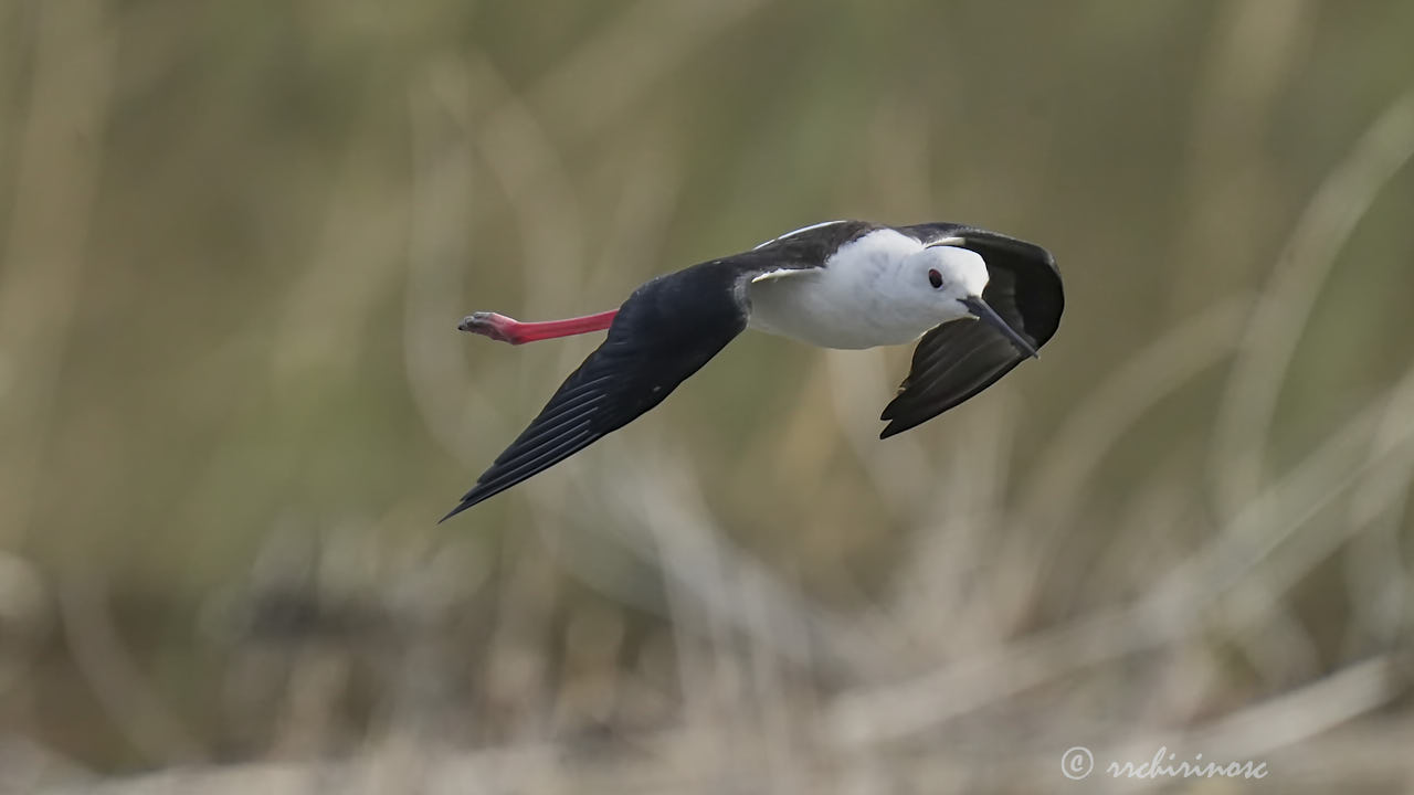 Black-winged stilt