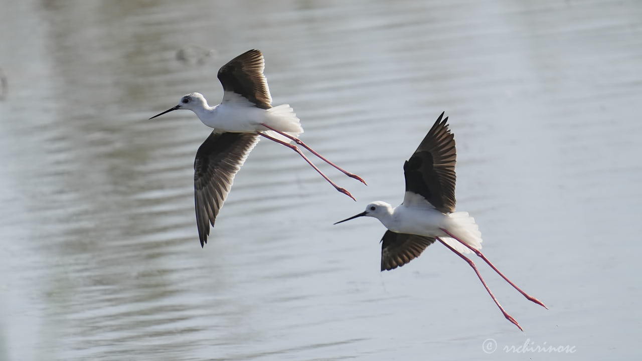 Black-winged stilt