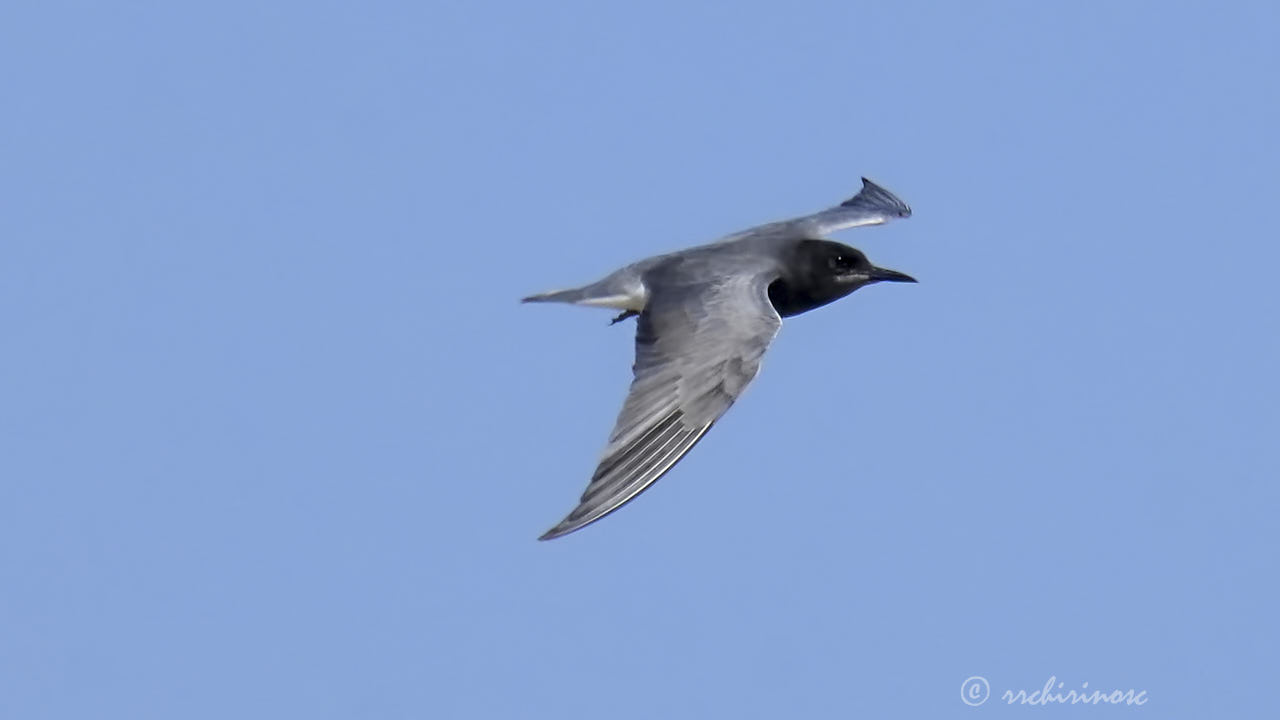 Black tern