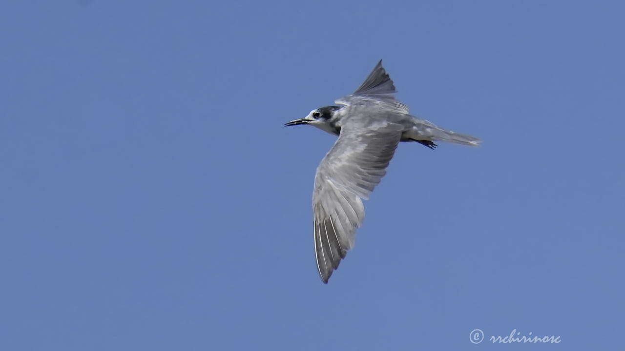 Black tern