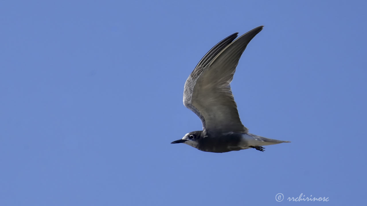 Black tern