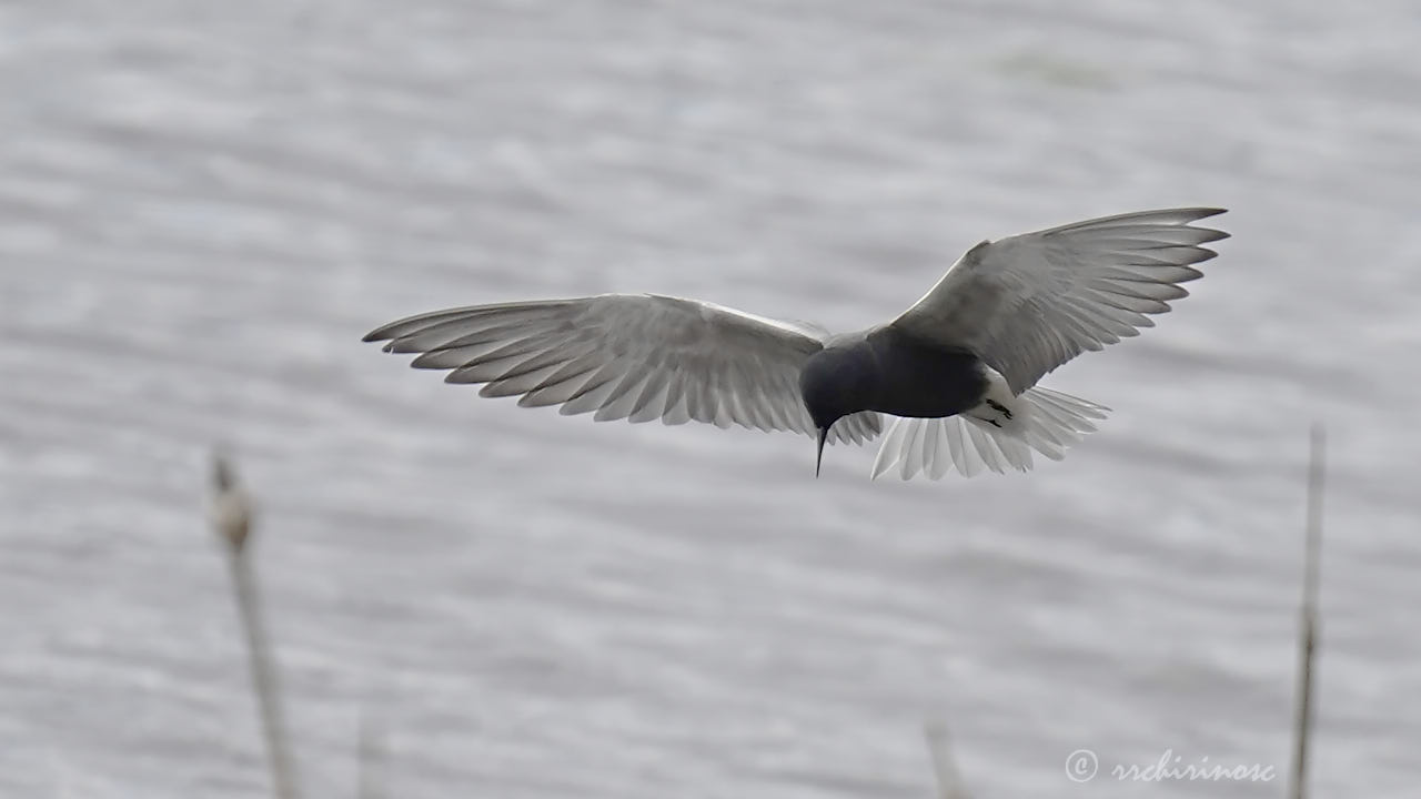 Black tern