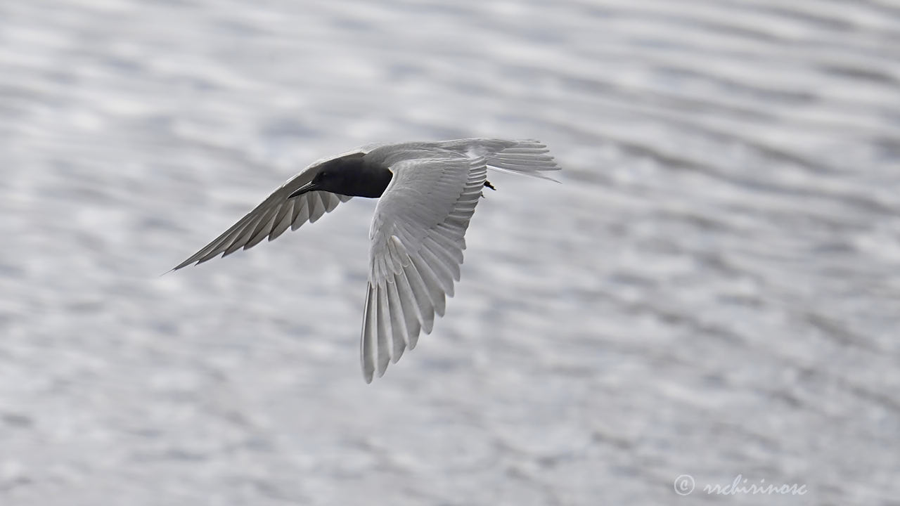 Black tern