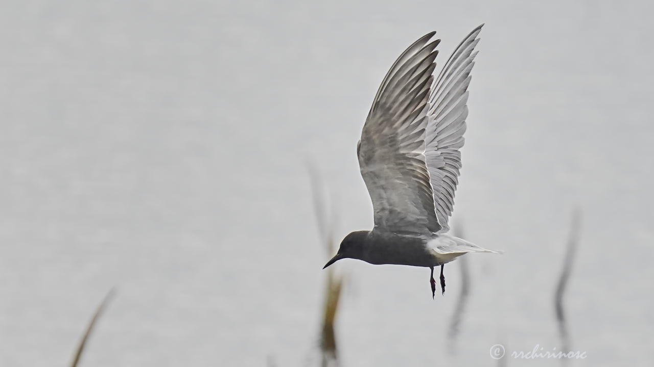 Black tern