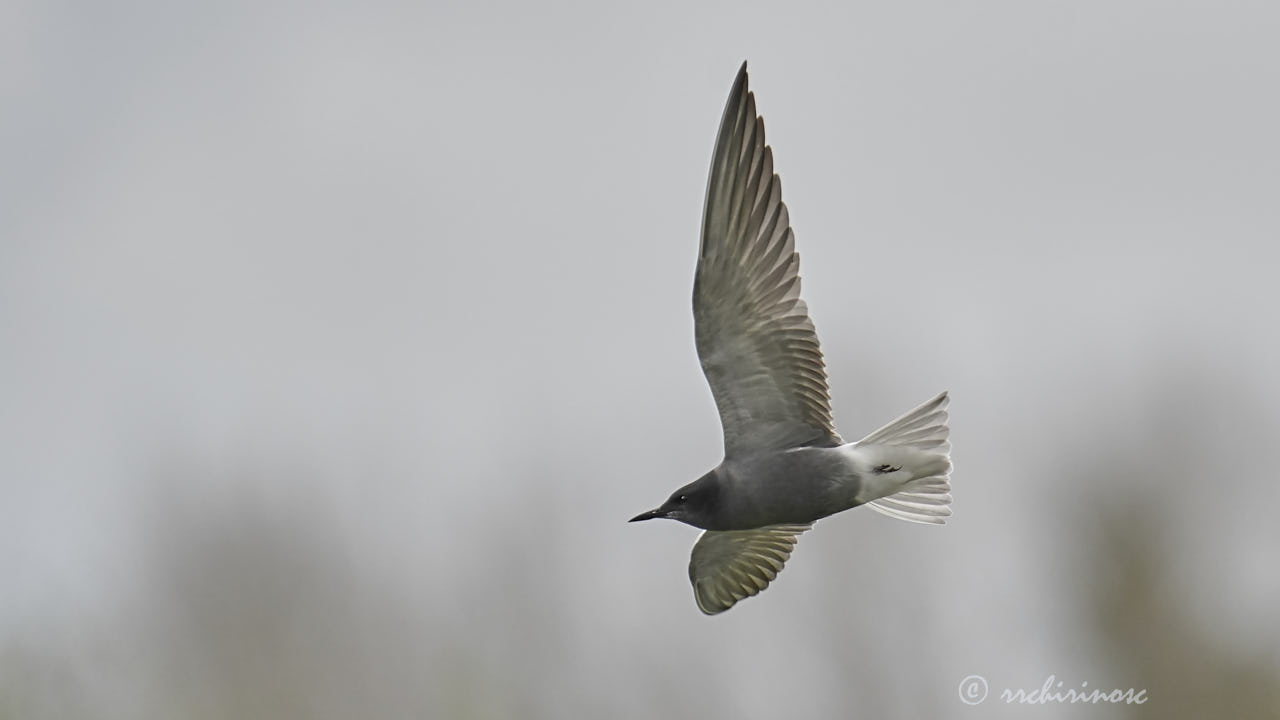 Black tern