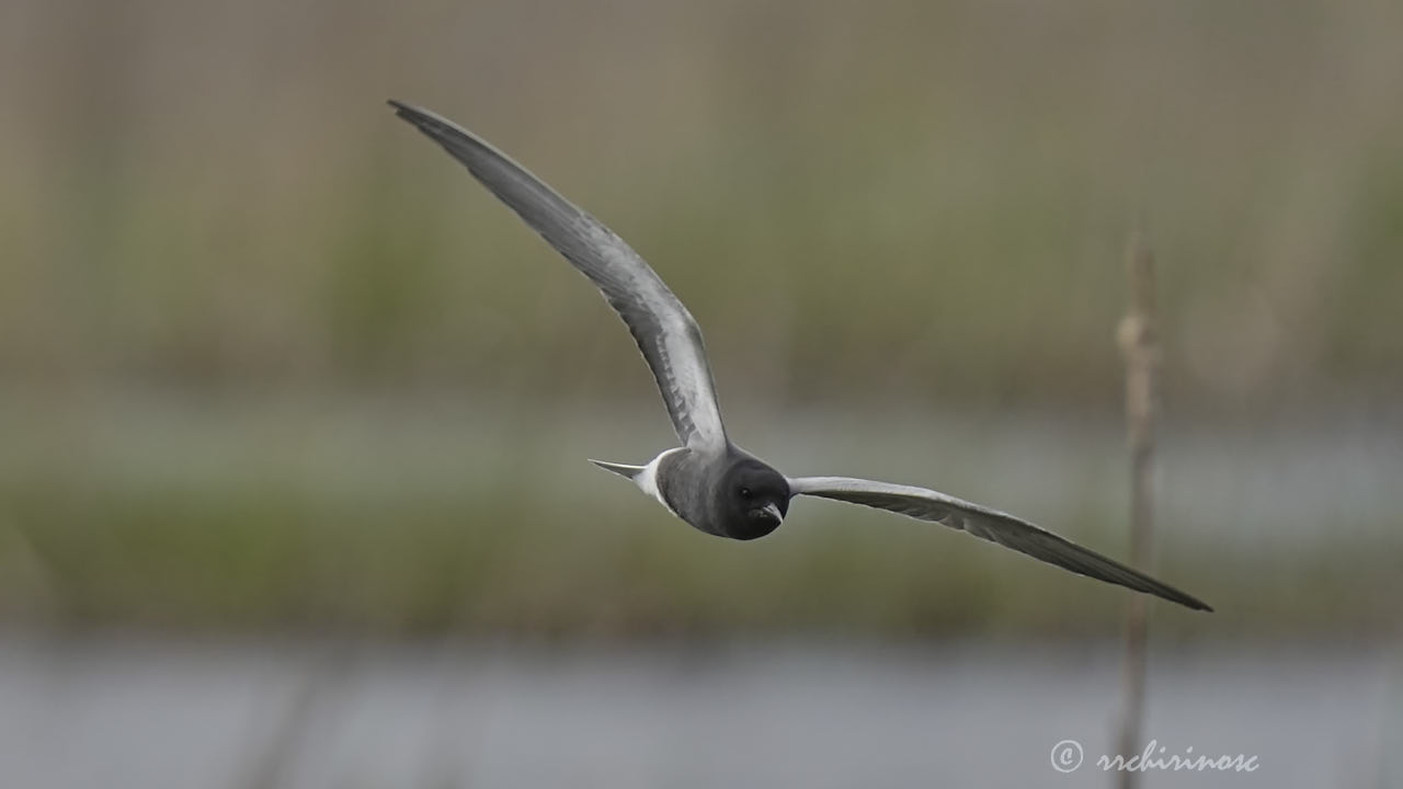 Black tern