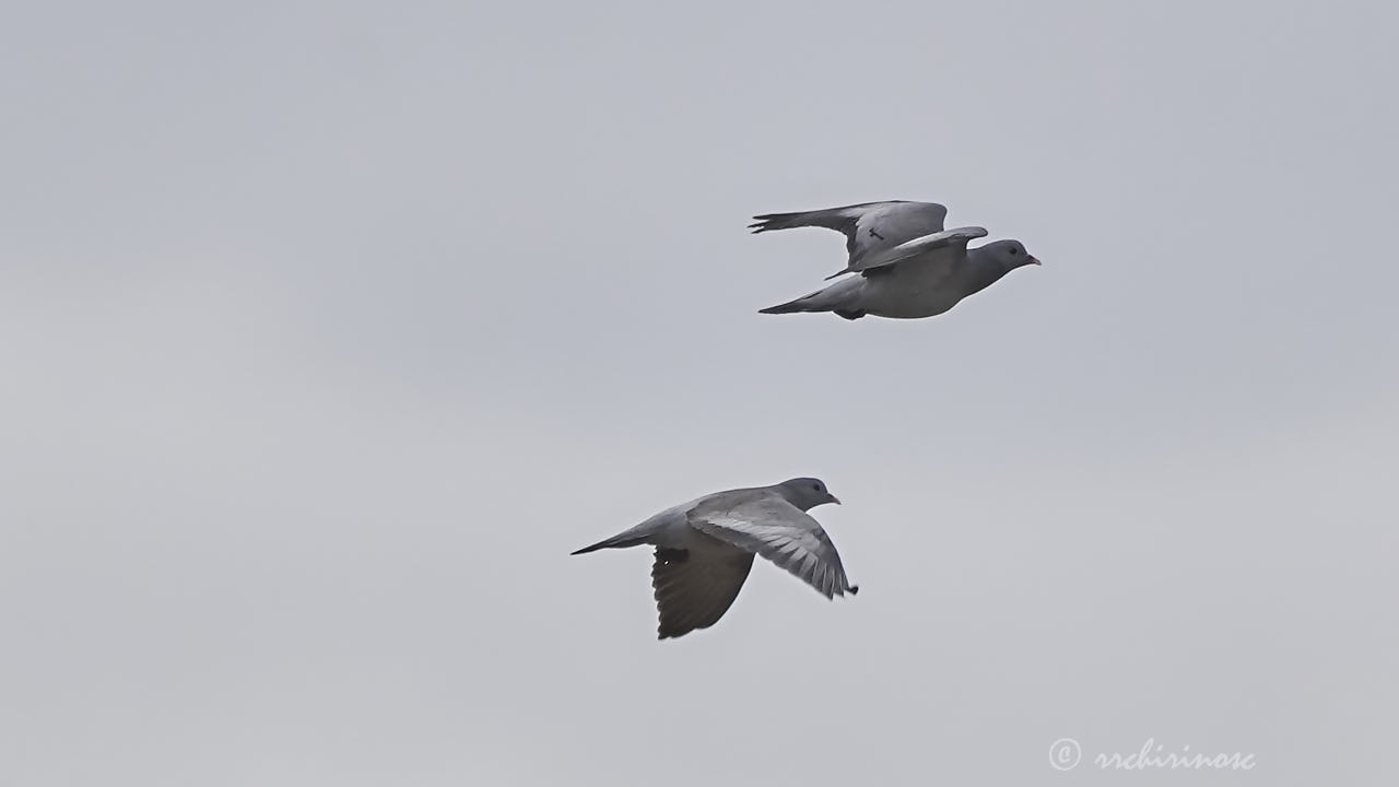 Stock dove