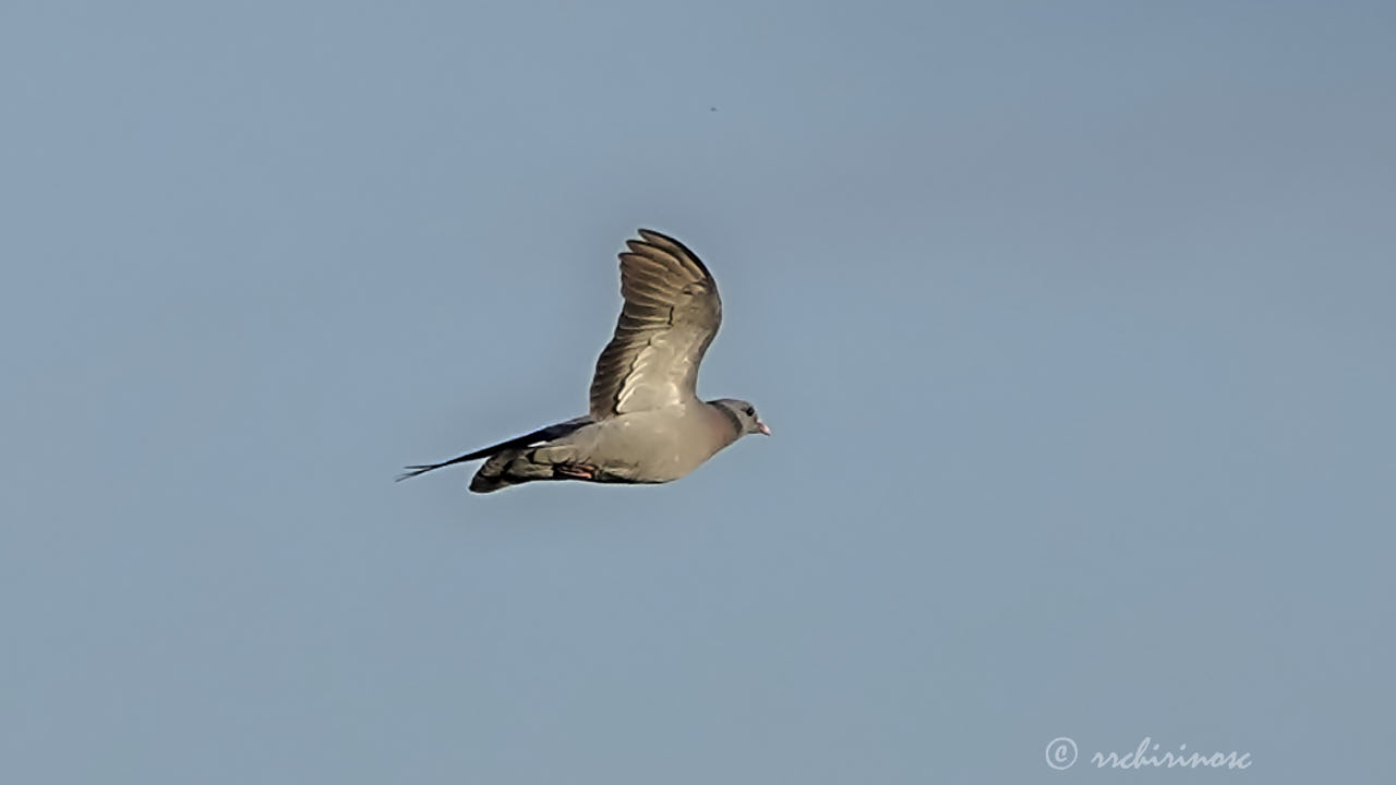 Stock dove