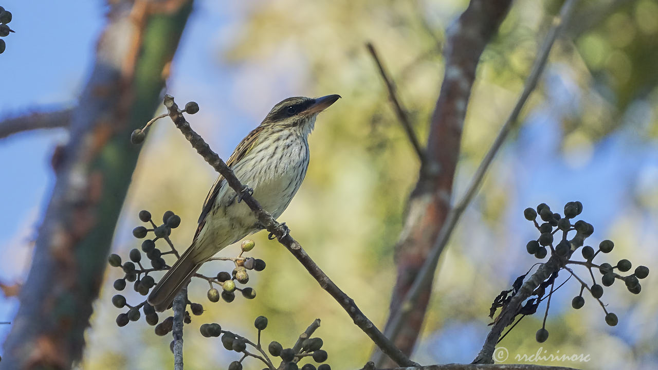 Streaked flycatcher