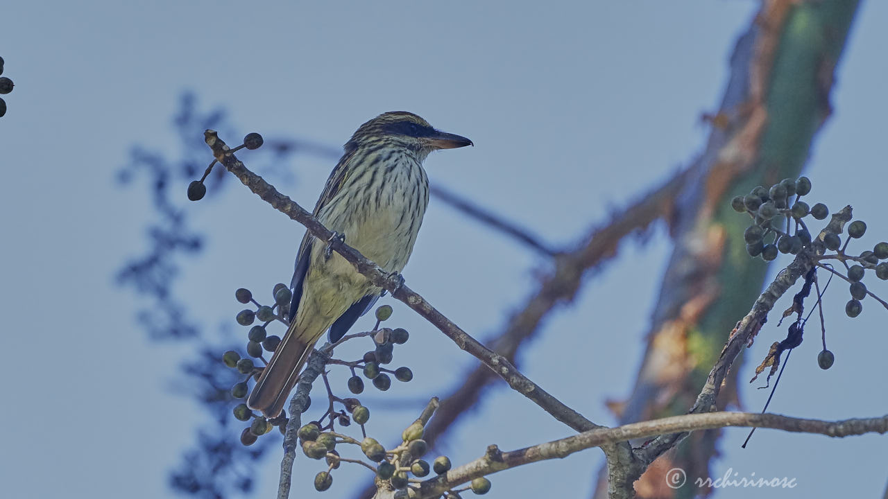 Streaked flycatcher