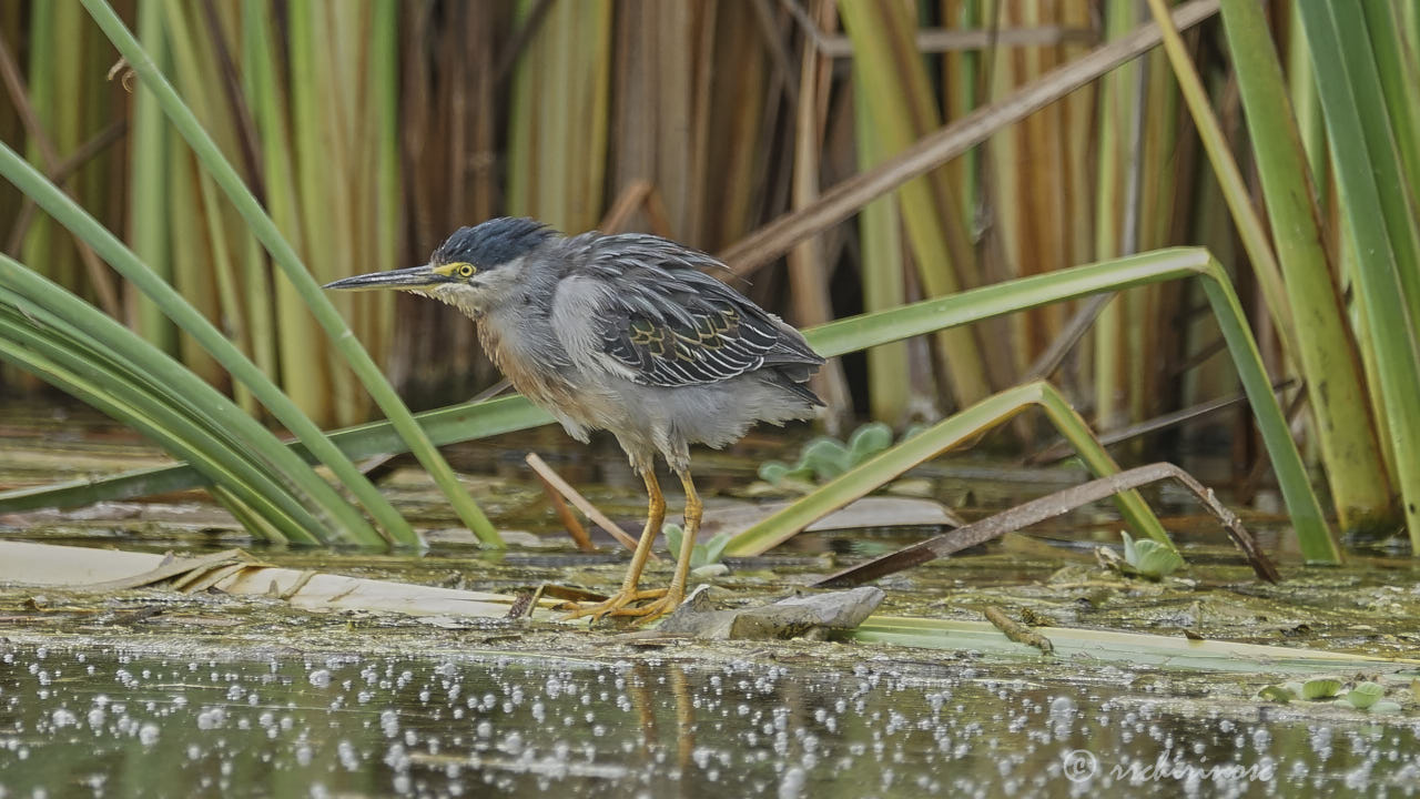 Striated heron