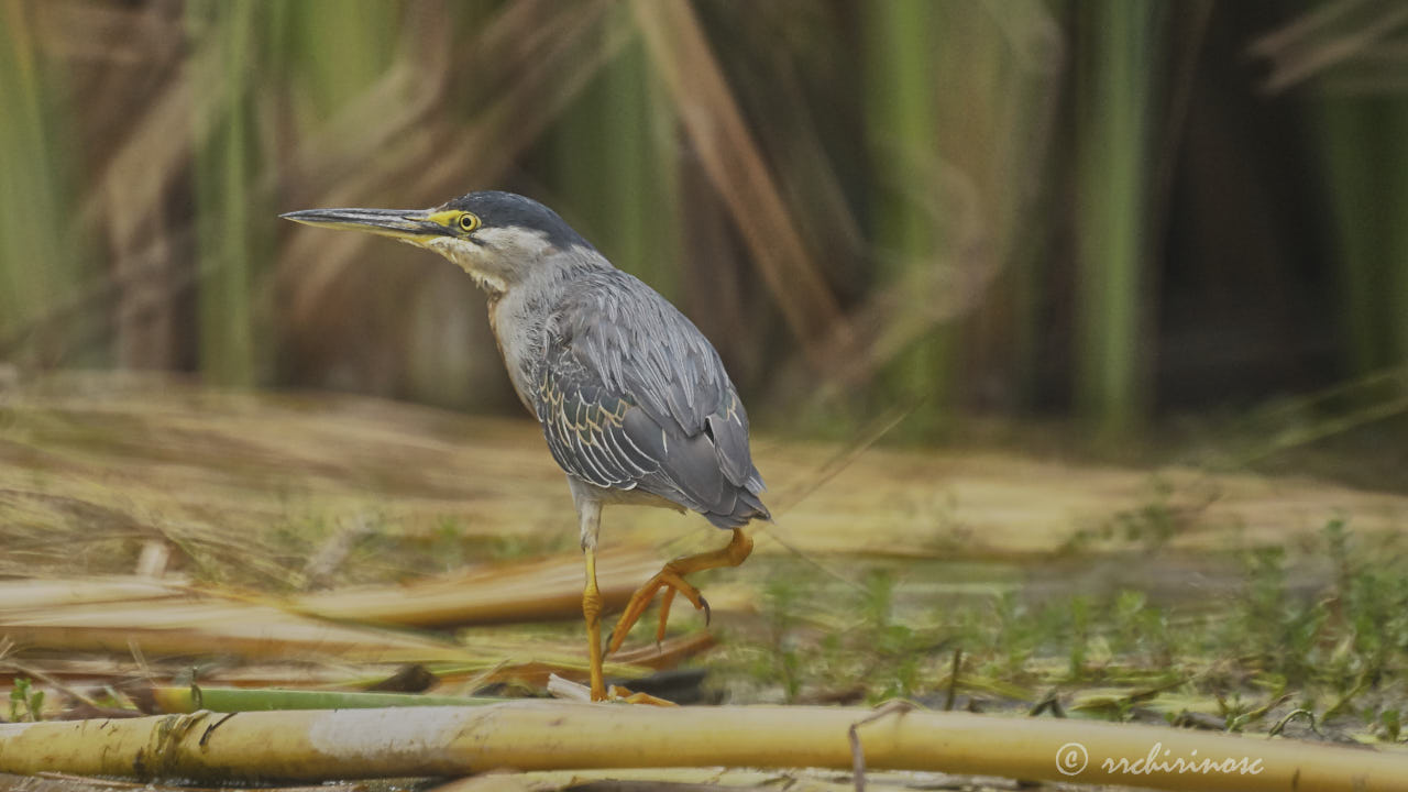 Striated heron