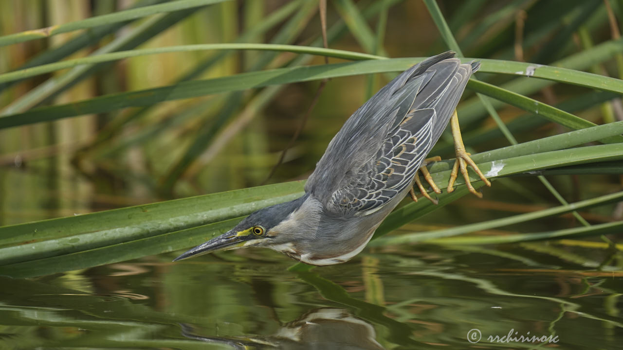 Striated heron