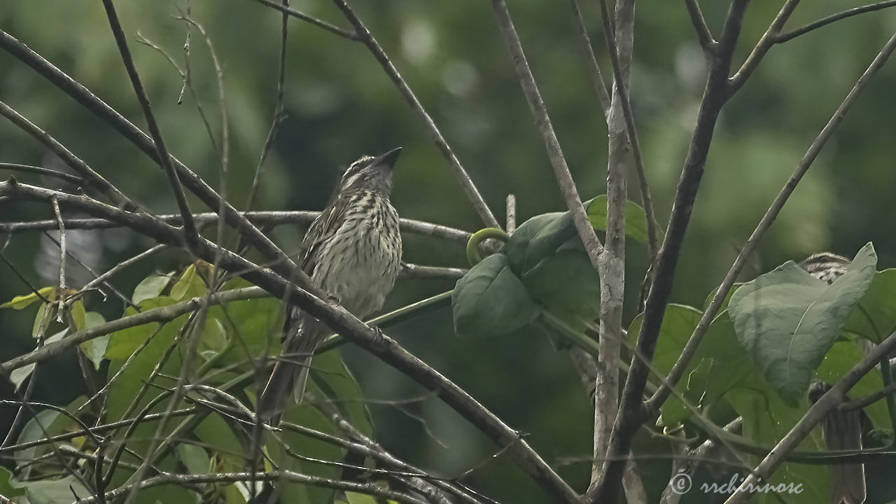 Sulphur-bellied flycatcher