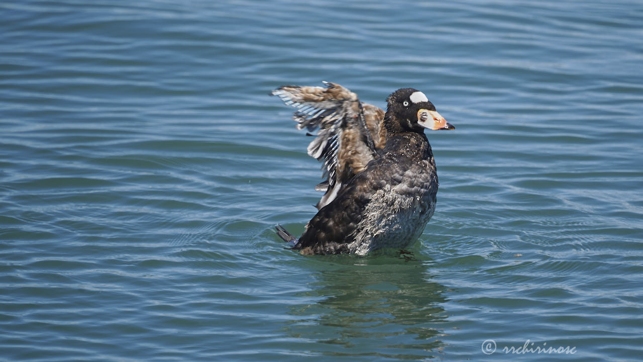 Surf scoter