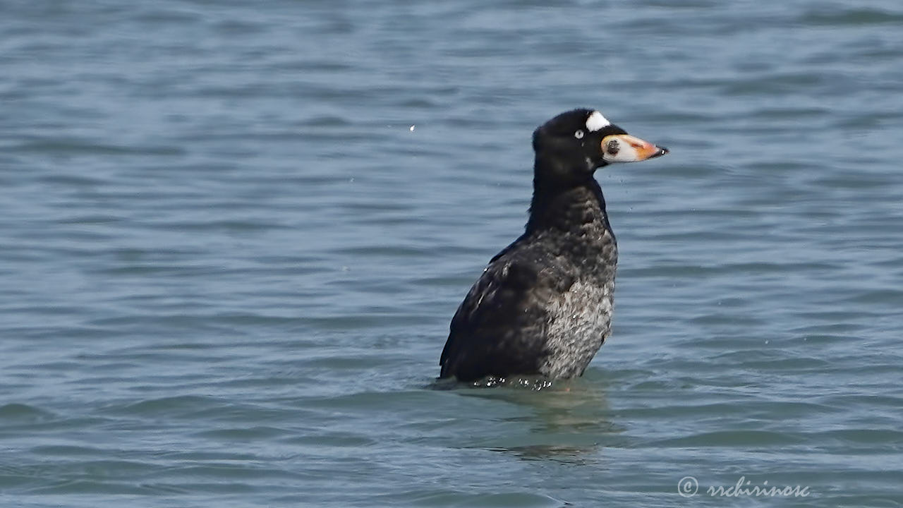 Surf scoter