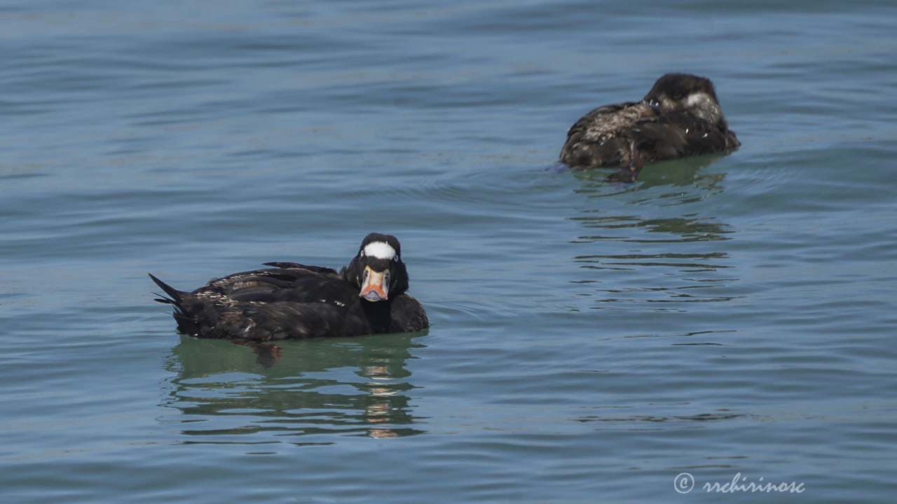 Surf scoter