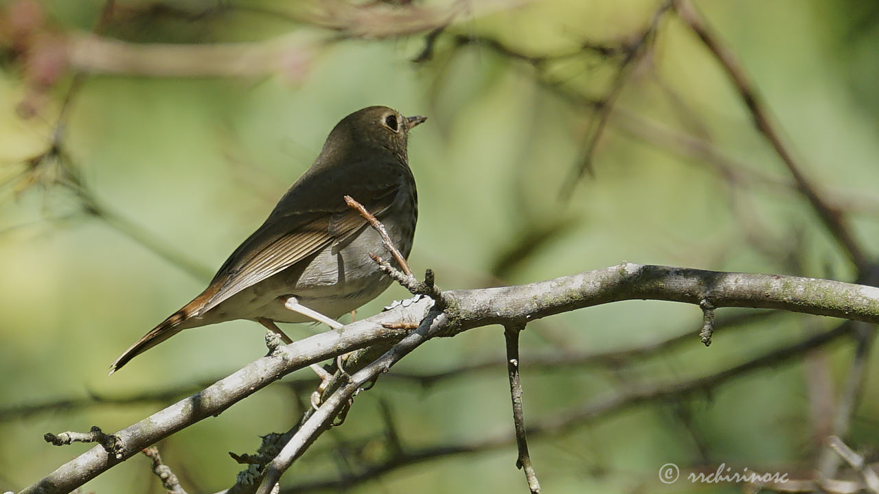 Swainson's thrush