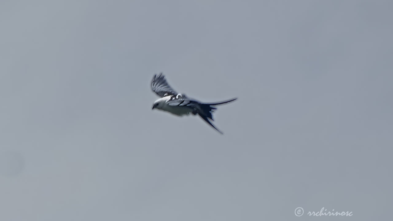 Swallow-tailed kite