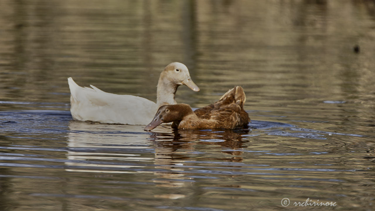 Swedish yellow duck