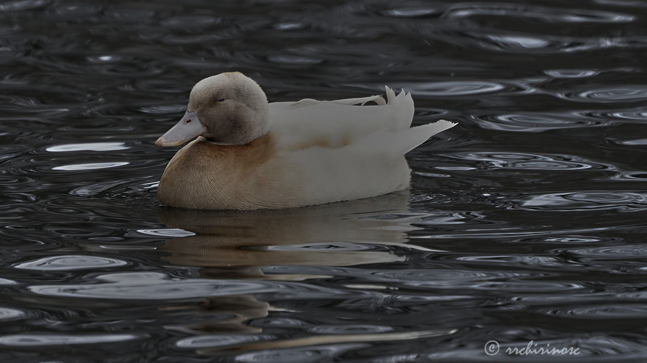 Swedish yellow duck