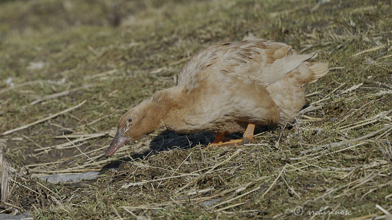 Swedish yellow duck