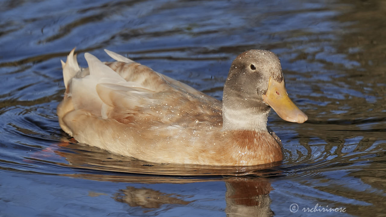 Swedish yellow duck