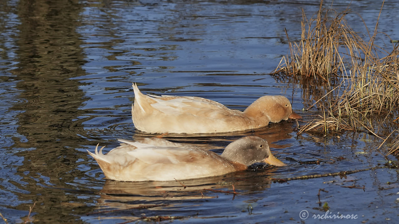 Swedish yellow duck