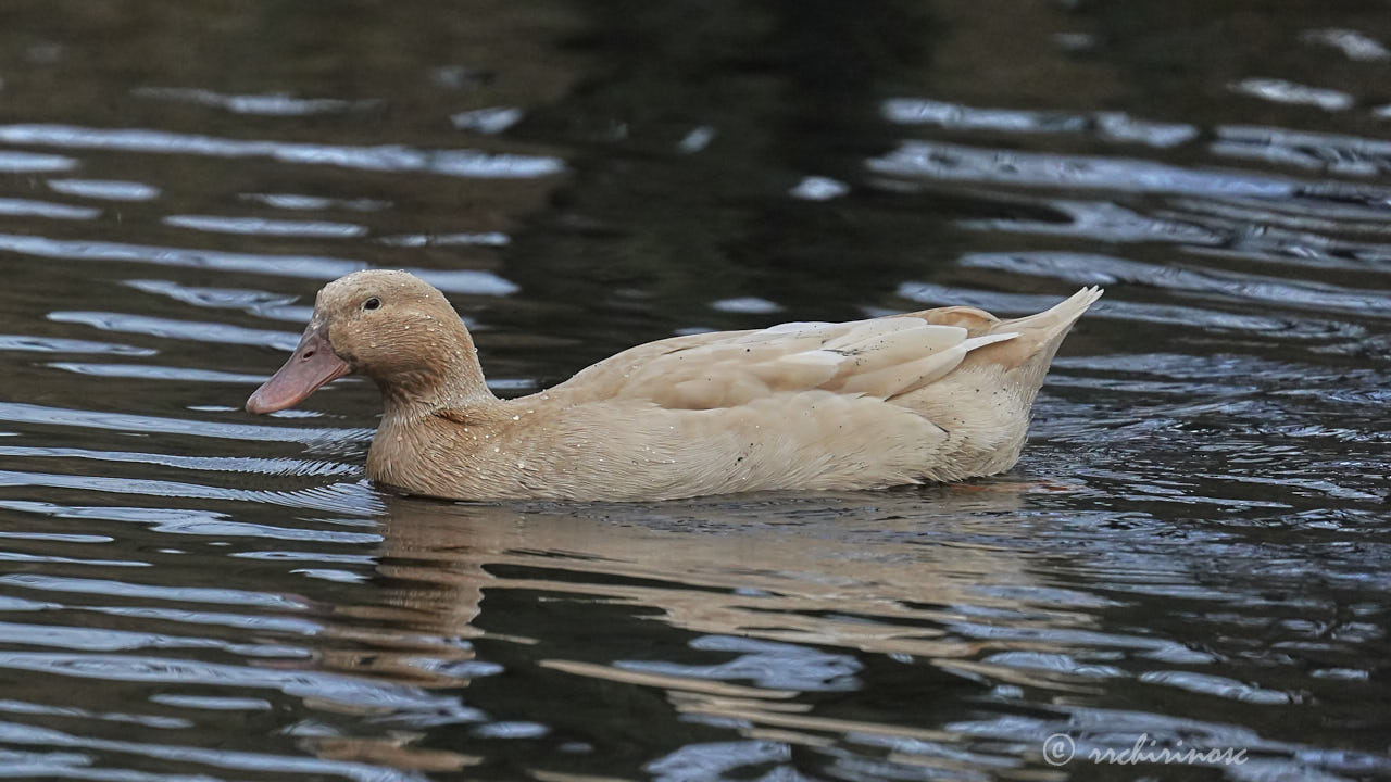 Swedish yellow duck