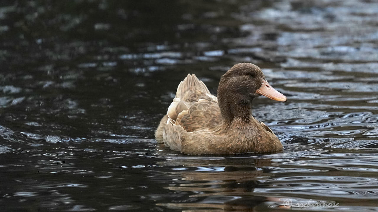 Swedish yellow duck