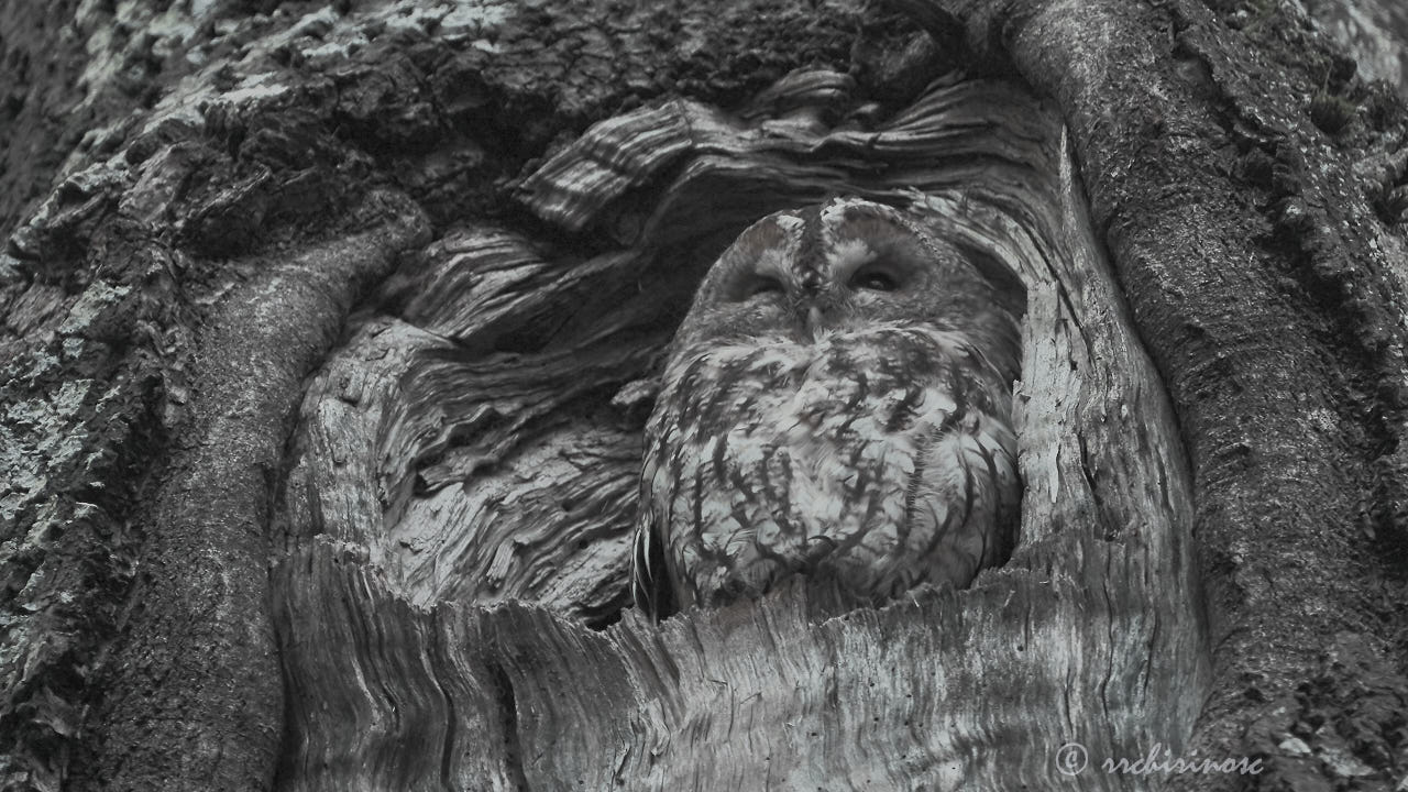 Tawny owl