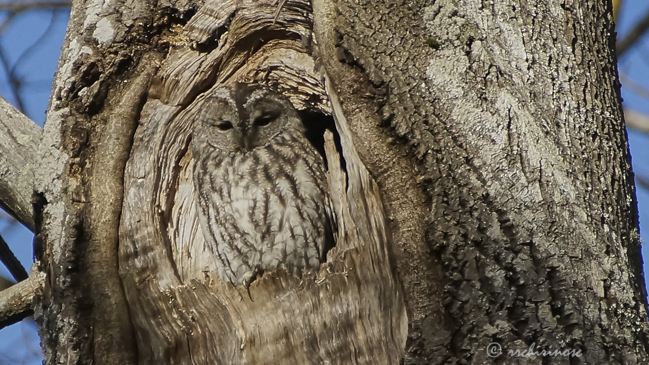 Tawny owl