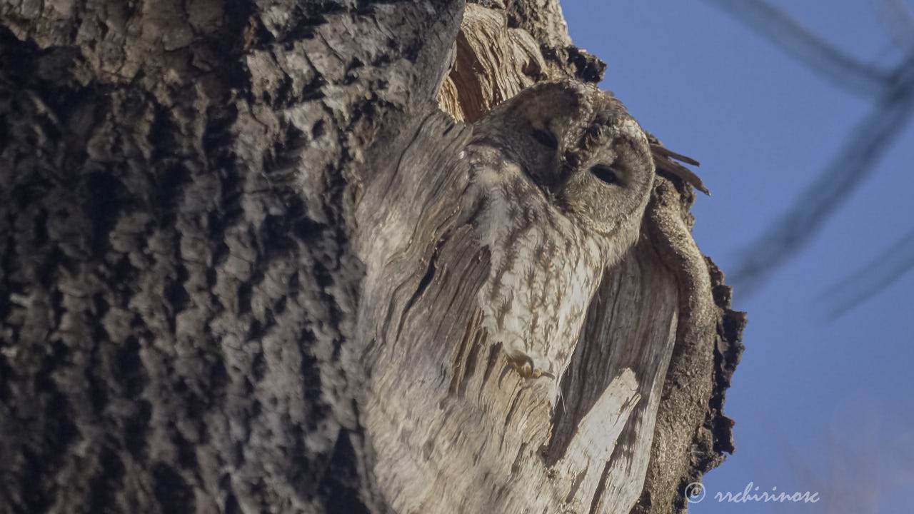 Tawny owl