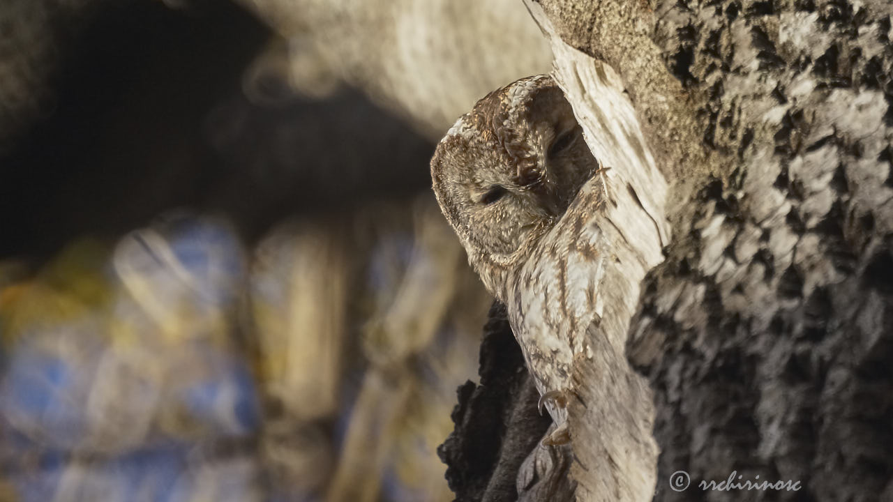 Tawny owl