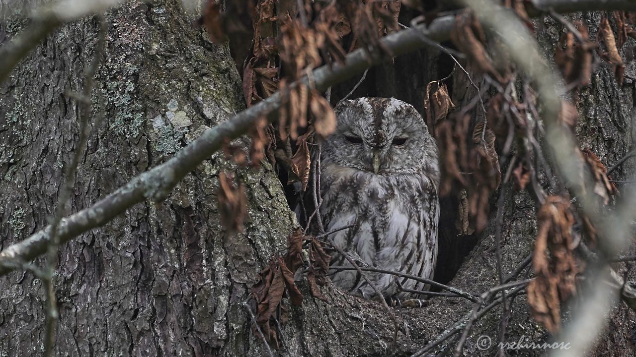 Tawny owl