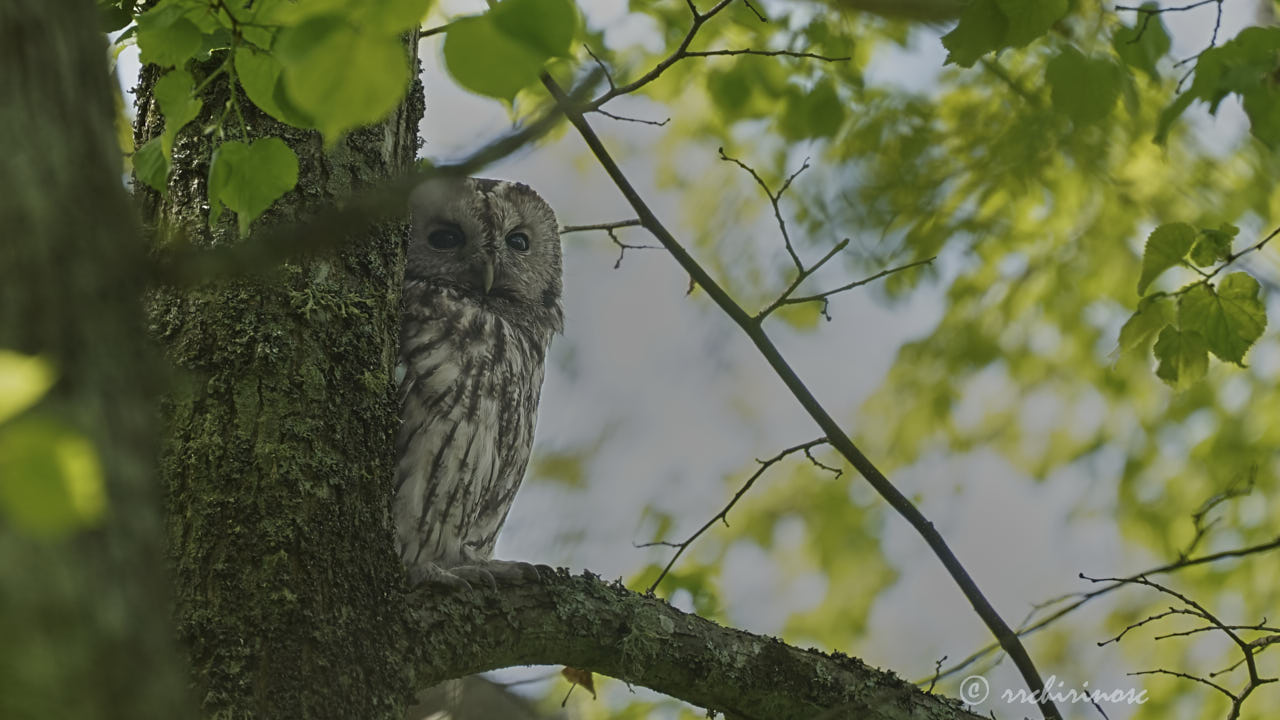 Tawny owl