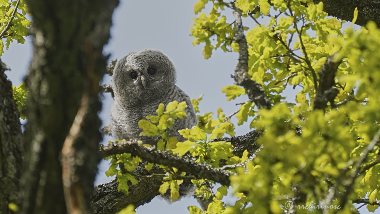 Tawny owl