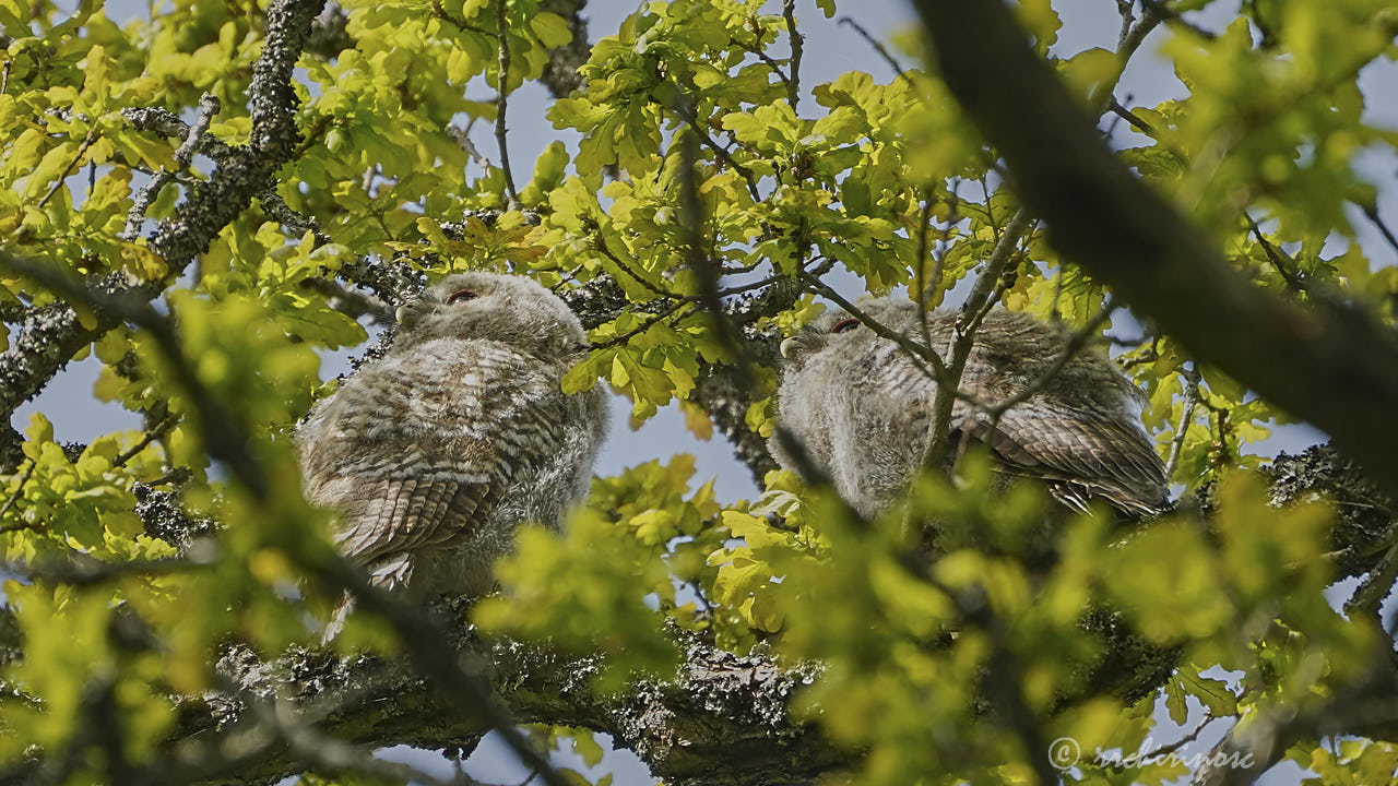 Tawny owl