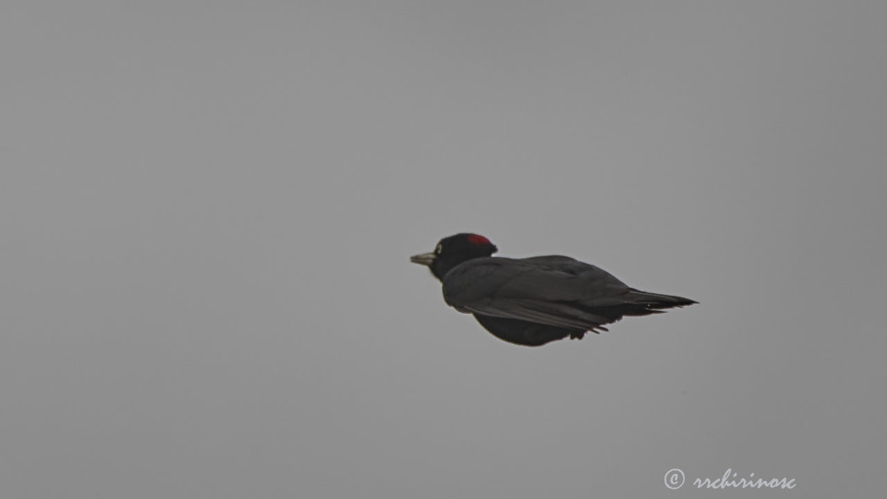 Black woodpecker