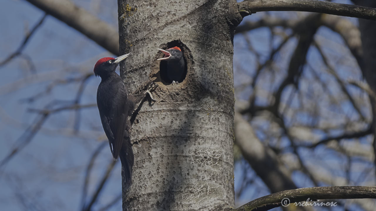 Black woodpecker