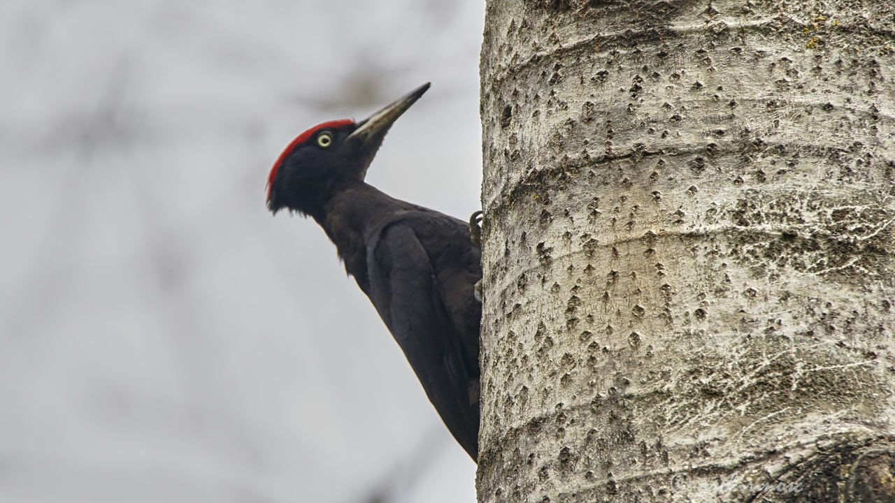 Black woodpecker