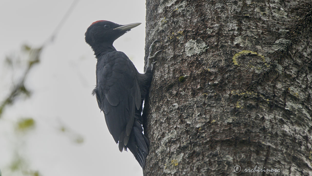 Black woodpecker