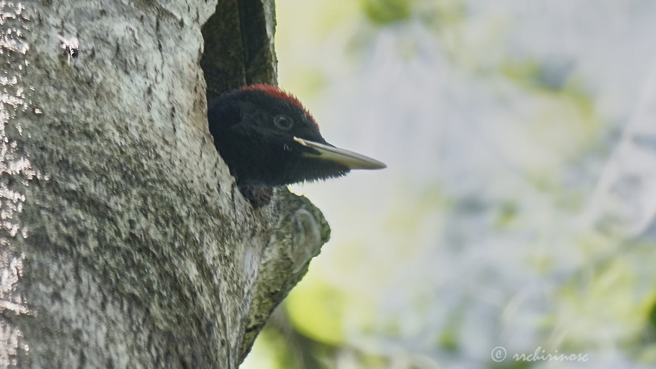 Black woodpecker