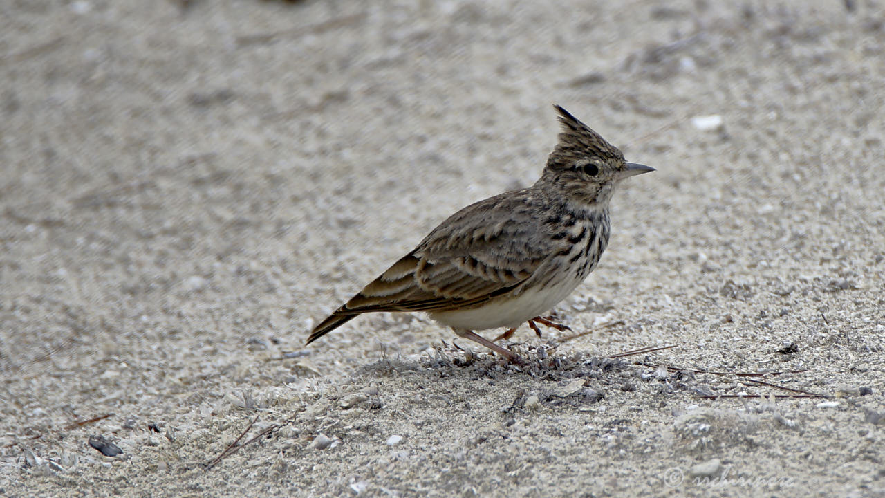 Thekla's lark