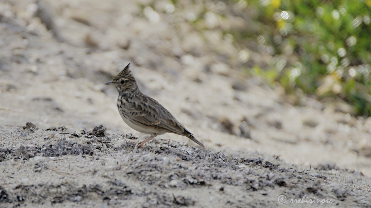 Thekla lark