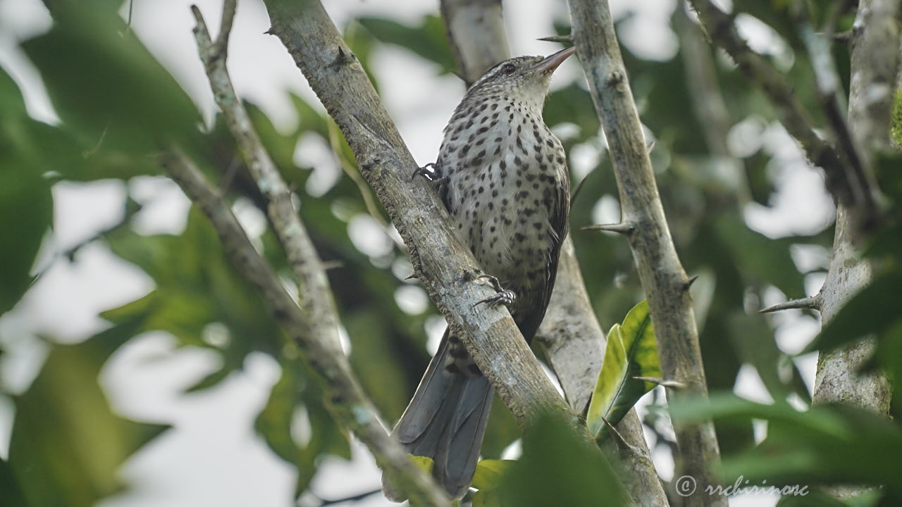 Thrush-like wren