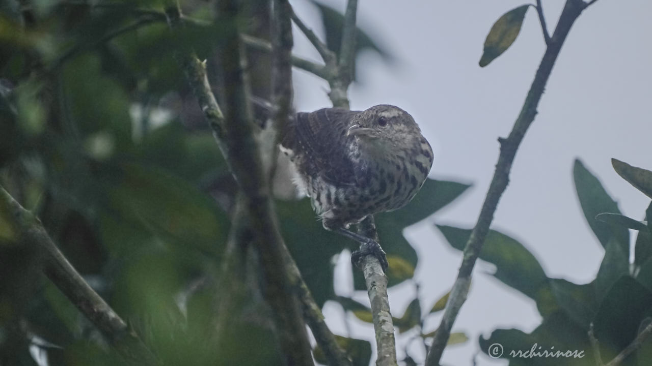 Thrush-like wren