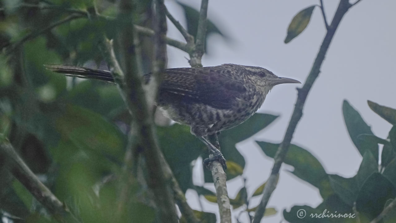 Thrush-like wren