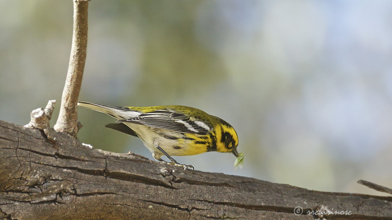 Townsend's warbler