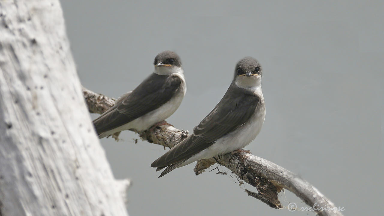 Tree swallow